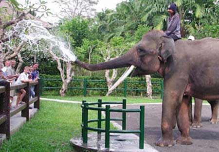 elephant safari ride