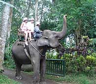 elephant safari bali