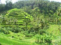 tegalalang gianyar bali
